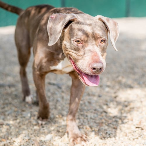 HAZEL - Labrador Retriever available for adoption