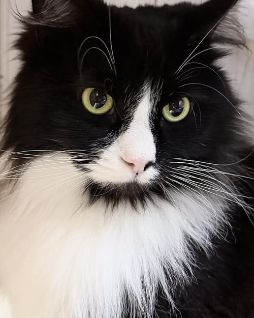 CLEOPATRA - Domestic Short Hair available for adoption