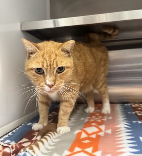 MADDIE - Domestic Short Hair available for adoption