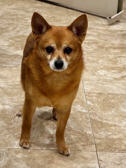 PAULEY - Chihuahua available for adoption