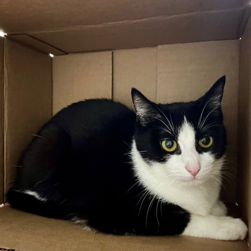 PIPER - Domestic Short Hair available for adoption