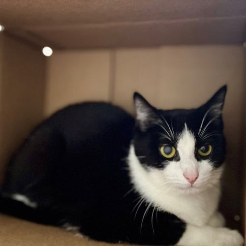 PIPER - Domestic Short Hair available for adoption