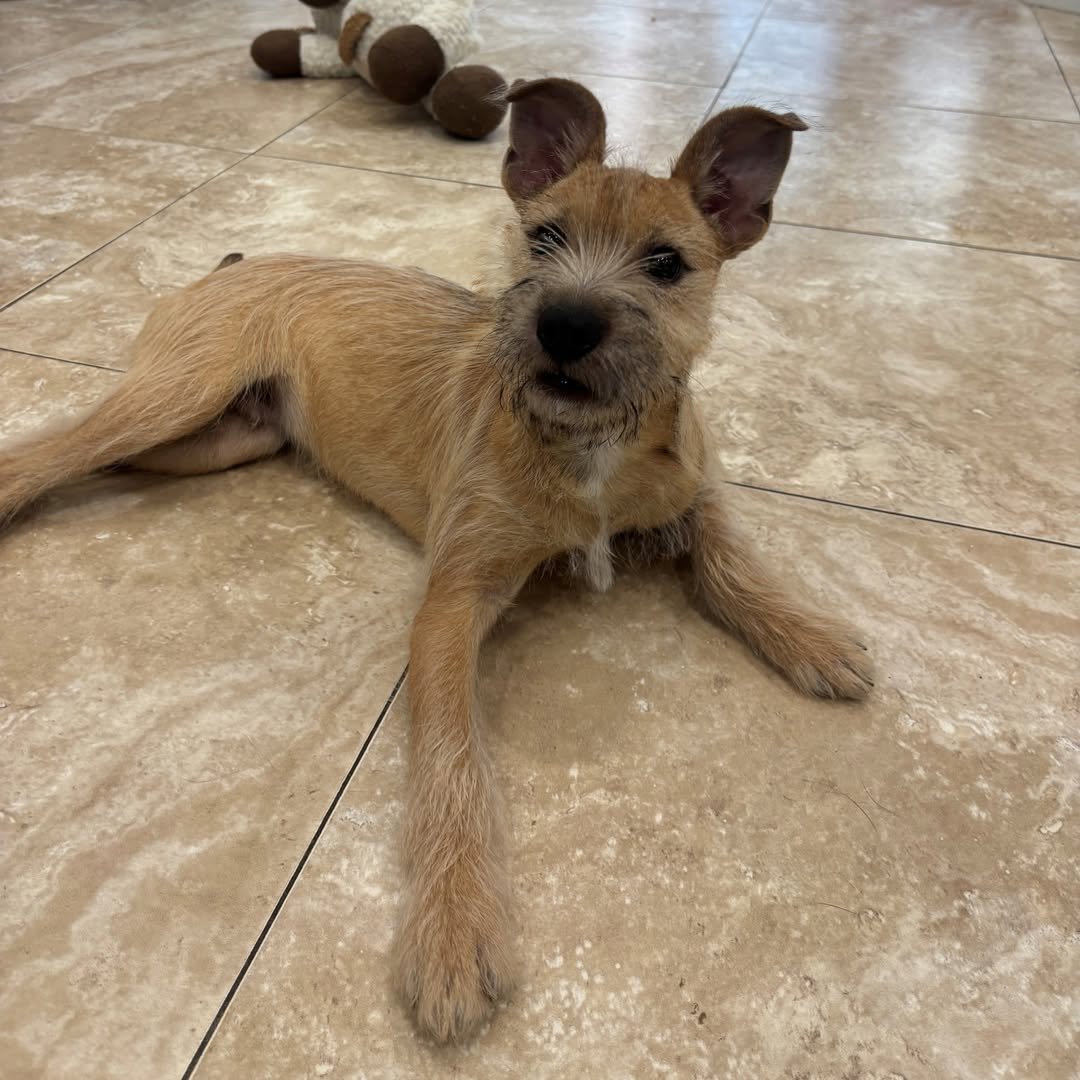 BENJI - Schnauzer available for adoption