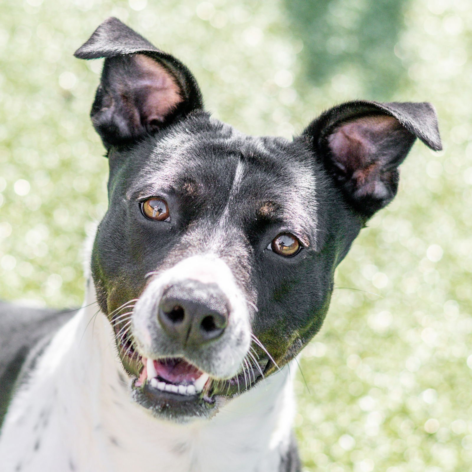 MARION - Terrier available for adoption