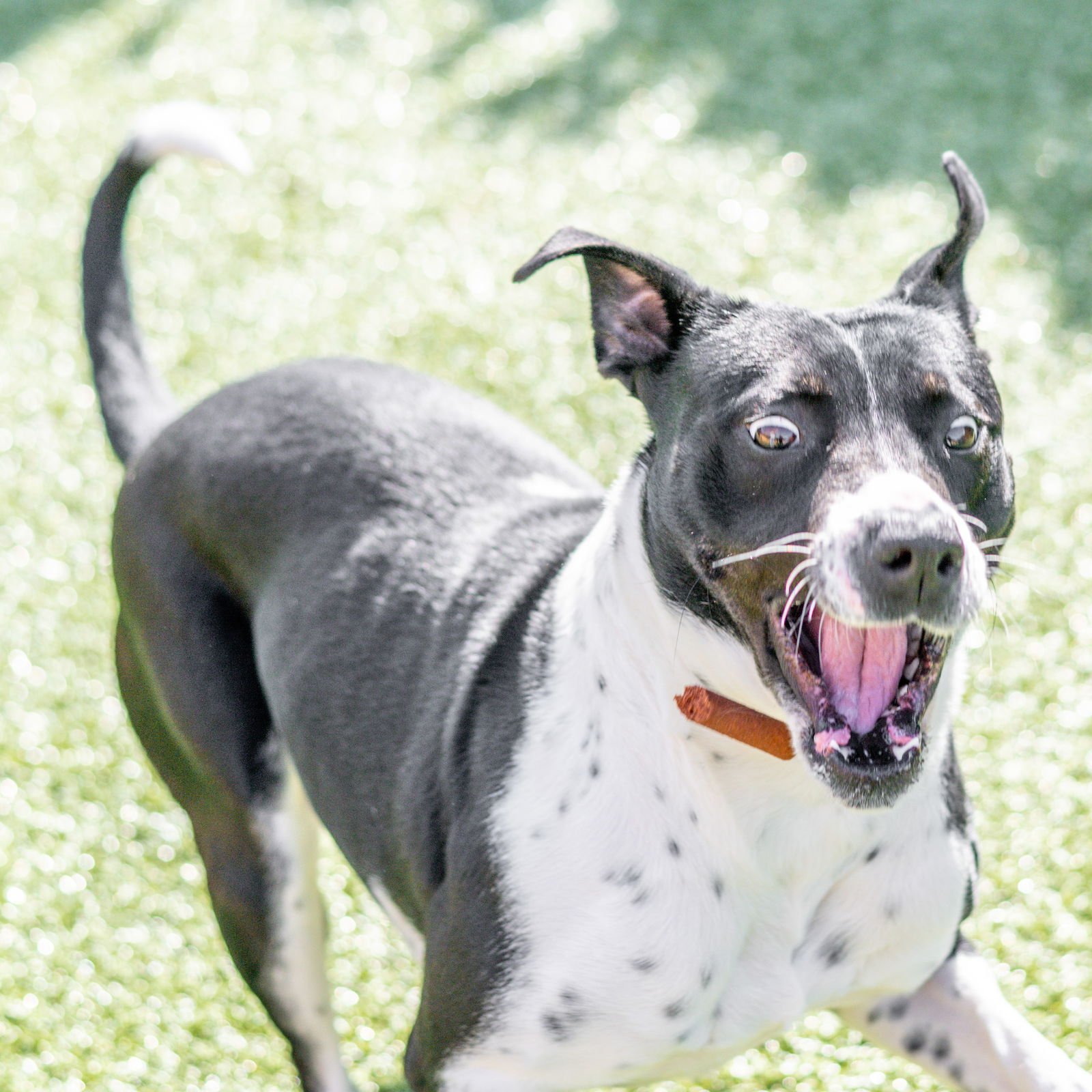 MARION - Terrier available for adoption