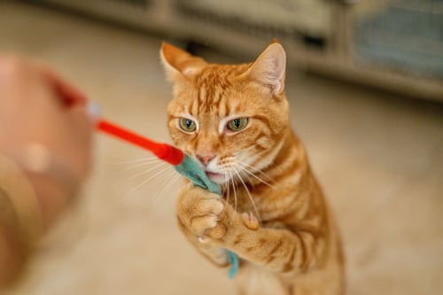 GIN RICKEY - Domestic Short Hair available for adoption