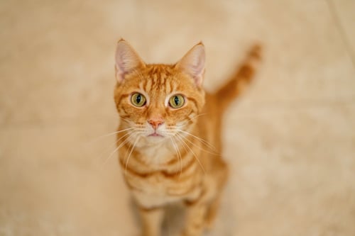 GIN RICKEY - Domestic Short Hair available for adoption