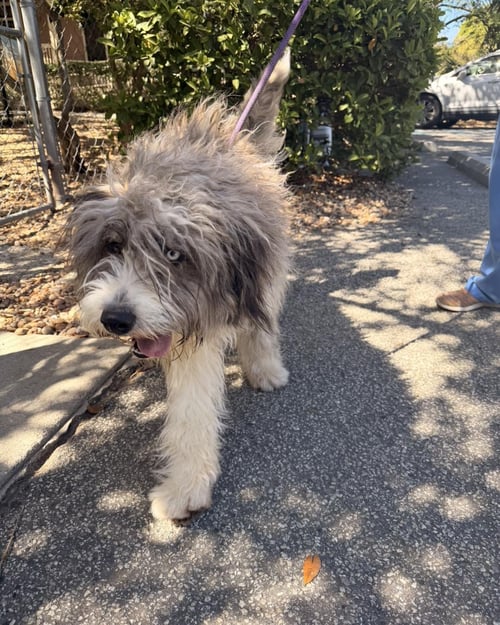 PICKLES - Irish Terrier available for adoption