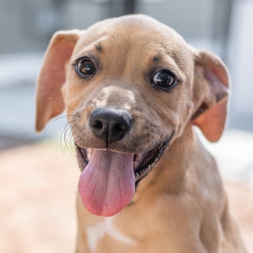 CARROT - Terrier for adoption in Savannah