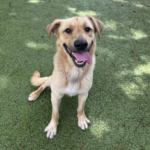 BODIE - Labrador Retriever available for adoption