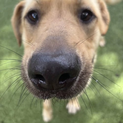 BODIE - Labrador Retriever available for adoption