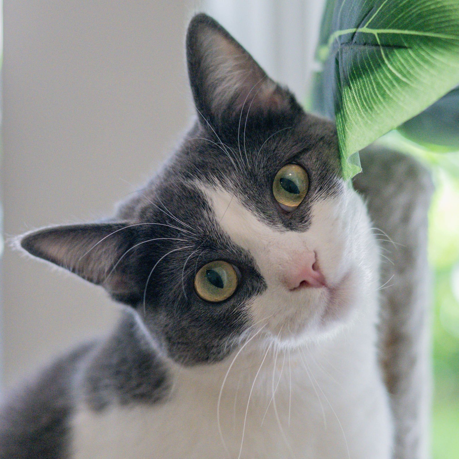 IZZY - Domestic Short Hair available for adoption