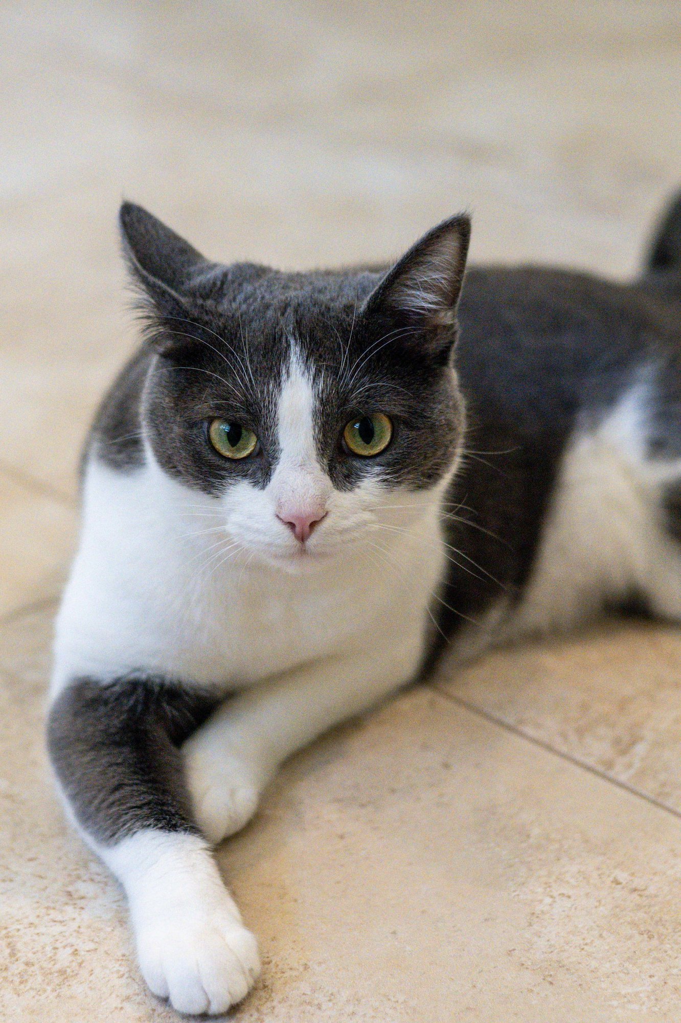 IZZY - Domestic Short Hair available for adoption