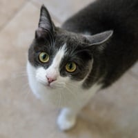 Izzy - Photo 3