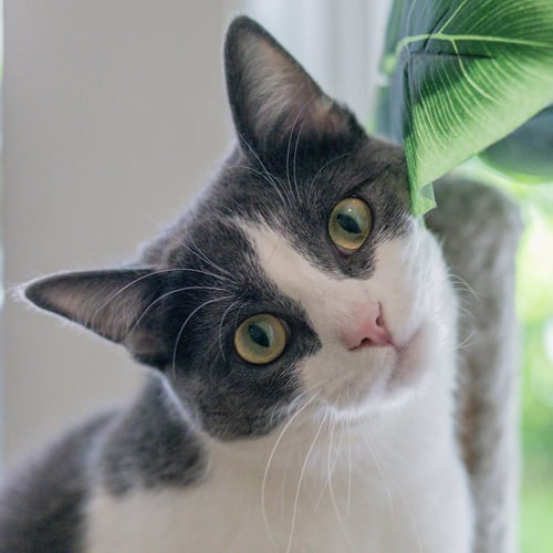 IZZY - Domestic Short Hair for adoption in Savannah