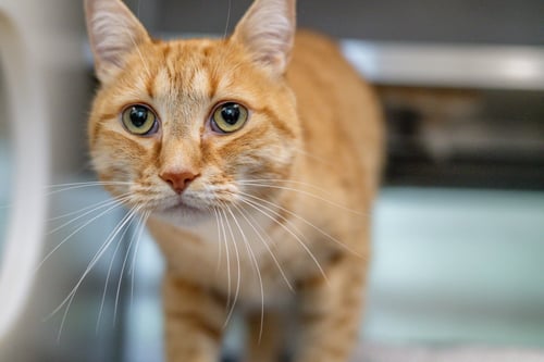 WYBIE - Domestic Short Hair available for adoption