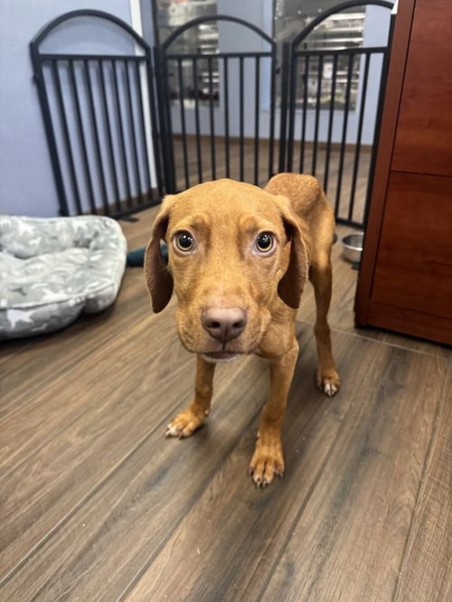 PIMENTO - Vizsla available for adoption