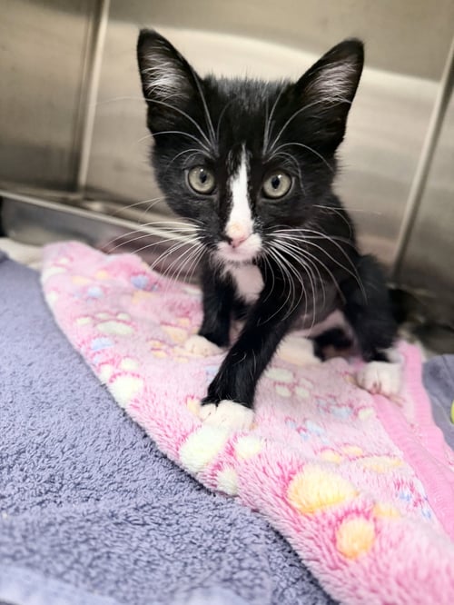 JO JO BEAN - Domestic Short Hair available for adoption