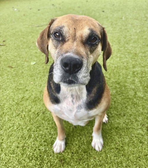 CLARA - Beagle available for adoption