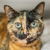 Penelope - Photo 1