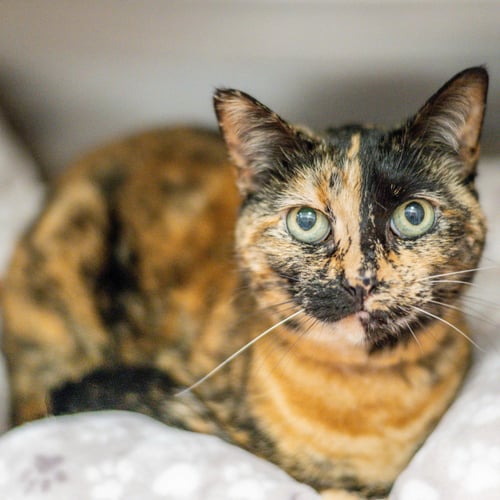 PENELOPE - Domestic Short Hair available for adoption