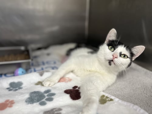 STEVIE - Domestic Short Hair for adoption in Savannah