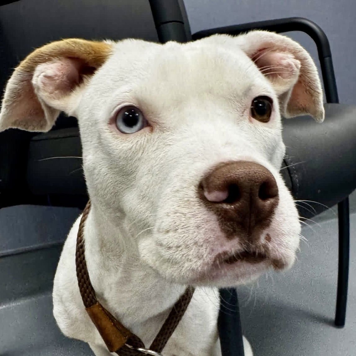 BLANCA - Hound available for adoption