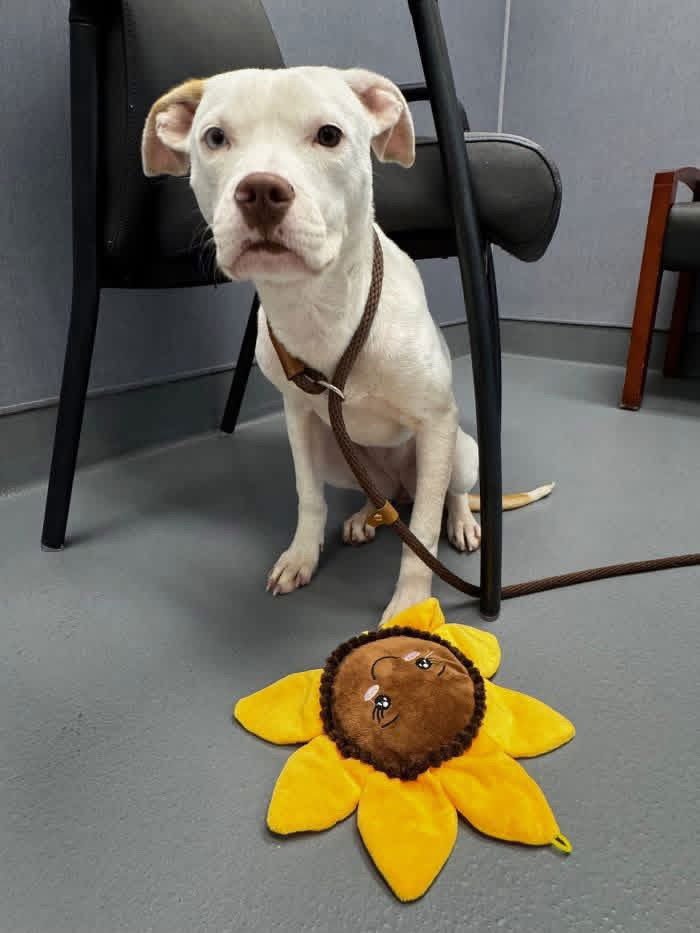 BLANCA - Hound available for adoption