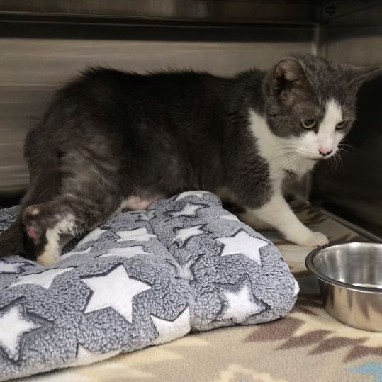 JEWEL - Domestic Medium Hair available for adoption