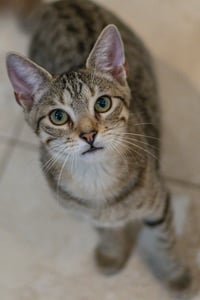 Havarti - Photo 4