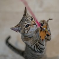 Havarti - Photo 3