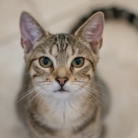 Havarti - Photo 2