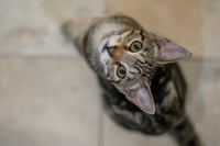 Havarti - Photo 6