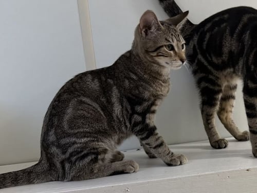 HAVARTI - Domestic Short Hair available for adoption