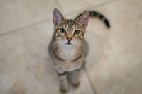 Havarti - Photo 5