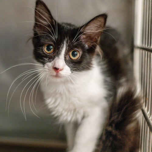 LENA - Domestic Short Hair available for adoption