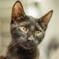 Bran - Photo 1