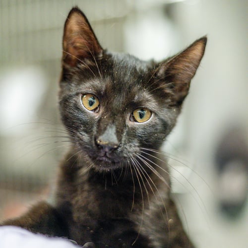 BRAN - Domestic Short Hair available for adoption
