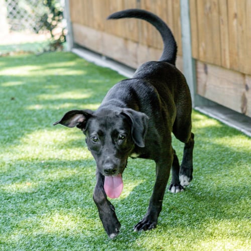 BONNIE - Labrador Retriever available for adoption