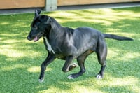 Bonnie - Photo 3