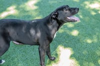 Bonnie - Photo 4