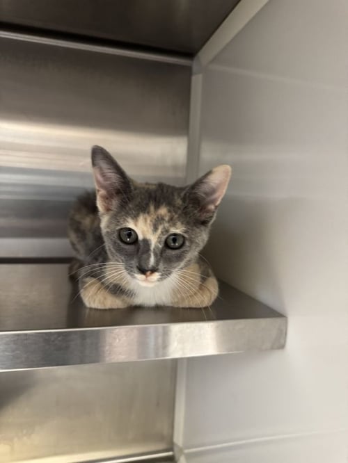 PHANTASMA - Domestic Short Hair available for adoption