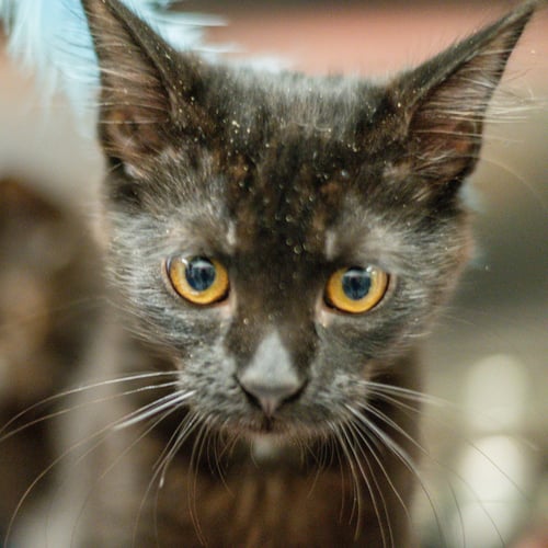 SCYLLA - Domestic Short Hair available for adoption
