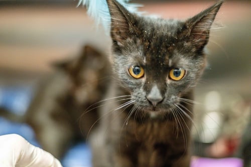 SCYLLA - Domestic Short Hair available for adoption