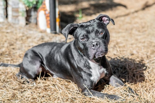 MITCH - Boxer available for adoption