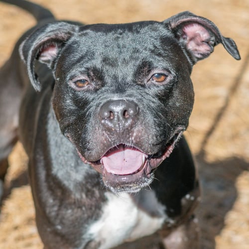 MITCH - Boxer for adoption in Savannah