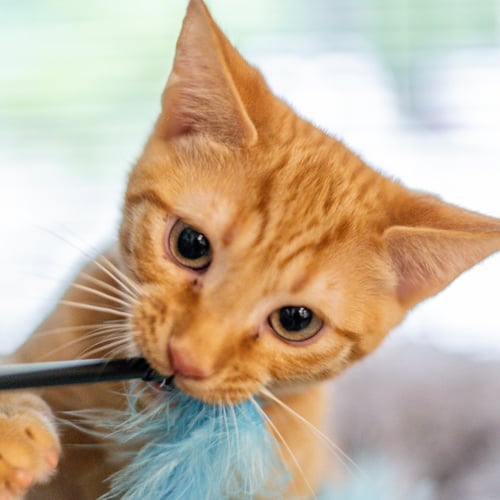 POPTART - Domestic Short Hair for adoption in Savannah
