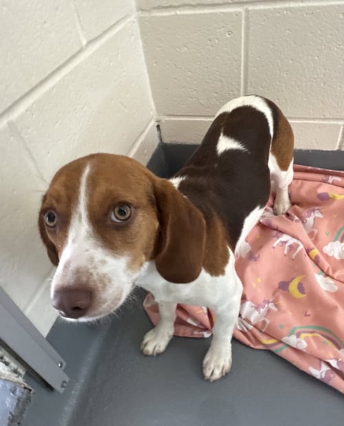 ROSIE - Beagle available for adoption