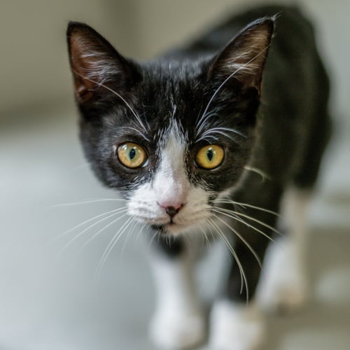 LUCY - Domestic Short Hair available for adoption