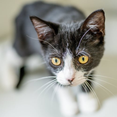 LUCY - Domestic Short Hair available for adoption